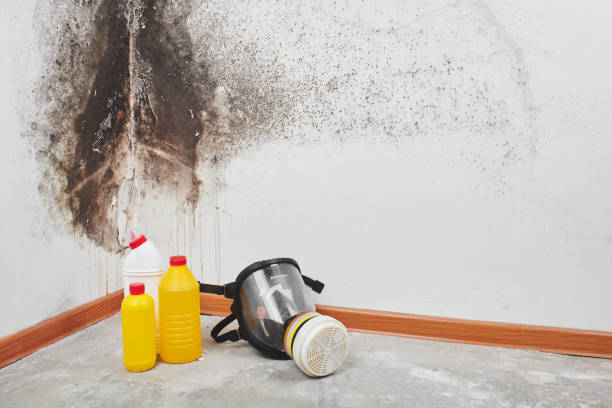 Best Local Mold Removal Service  in Hillandale, MD