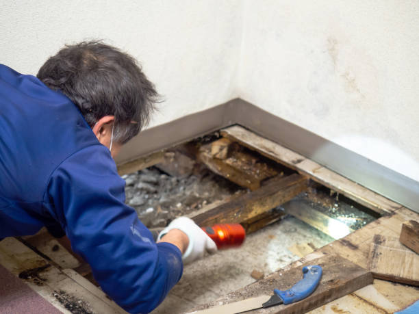 Home Mold Removal in Hillandale, MD