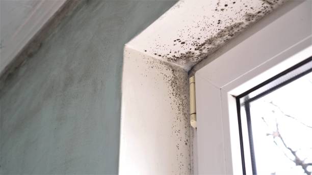Mold Testing and Removal in Hillandale, MD