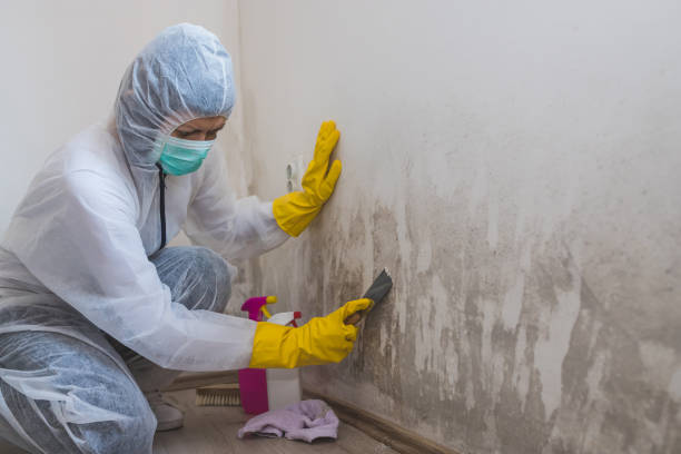 Best Toxic Mold Removal  in Hillandale, MD