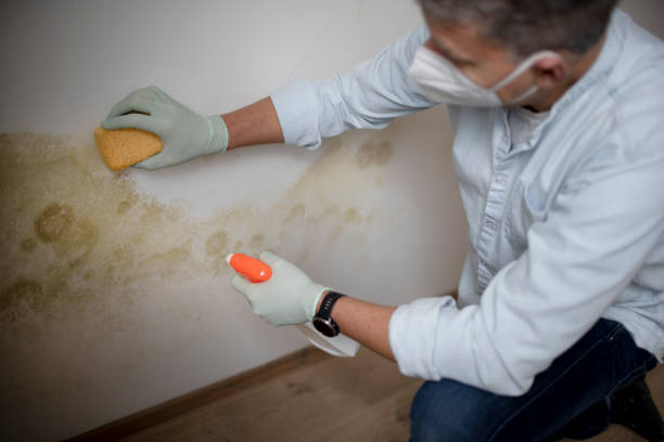 Best Office Mold Removal Services  in Hillandale, MD