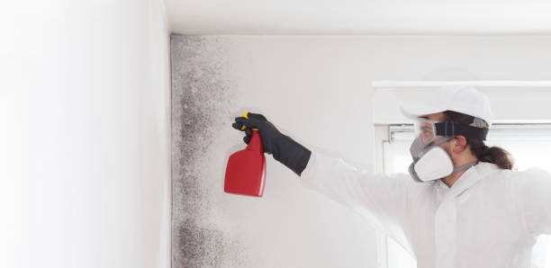 Best Home Mold Removal  in Hillandale, MD