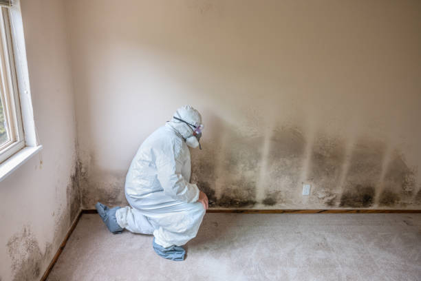Best Crawl Space Mold Removal  in Hillandale, MD