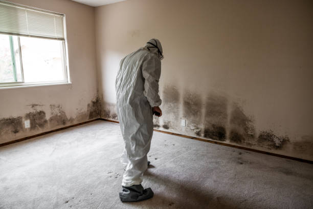 Best Mold Cleaning Services  in Hillandale, MD