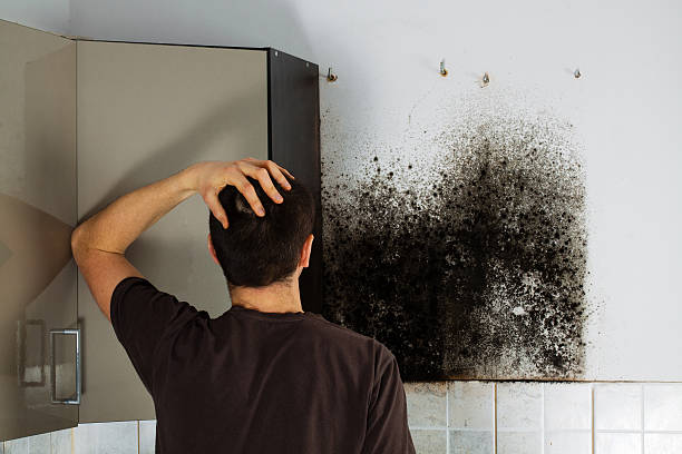 Best Mold Testing and Removal  in Hillandale, MD