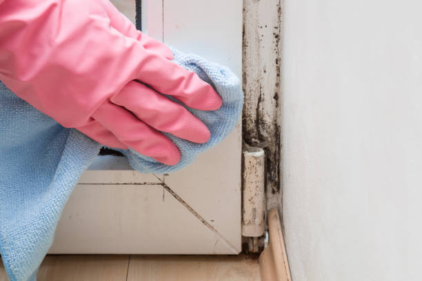 Best Mold Inspection  in Hillandale, MD