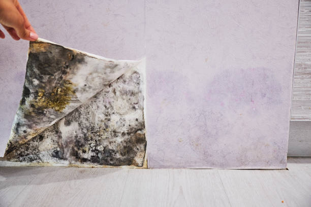 Trusted Hillandale, MD Mold Removal Experts